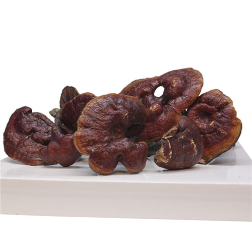 Bán Nấm linh chi lim xanh hoang dã 300g
