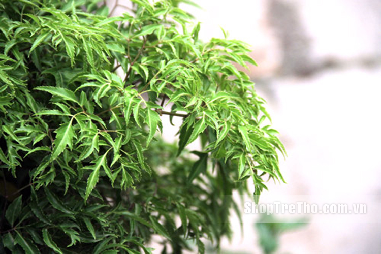 Gối đinh lăng cao cấp cho bé