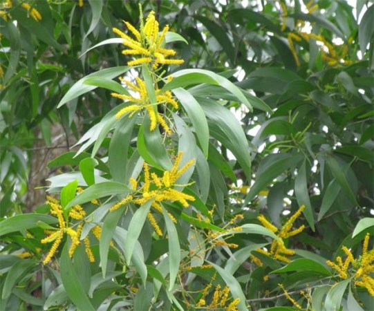 Dầu tràm Wonmom