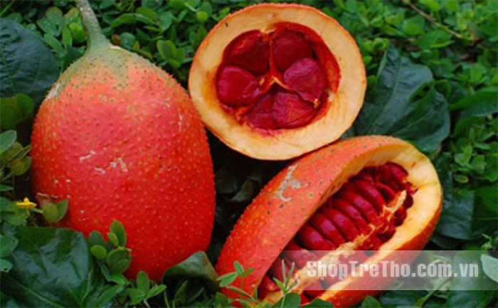 Dầu gấc Việt Nam G8