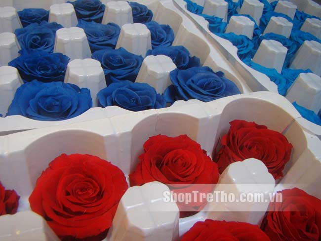 hoa hồng xanh bất tử