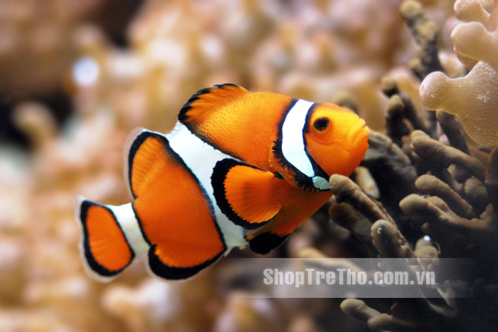 Súng bắn bong bóng xà phòng hình cá Nemo