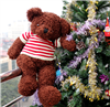 Bán Gấu Teddy áo kẻ