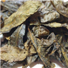 Bán Trà lá già Bancha 200g - Sản phẩm tự nhiên
